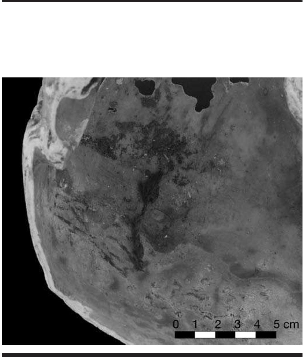 FIGURE 4.15. Residue on interior shell surface (423239). 