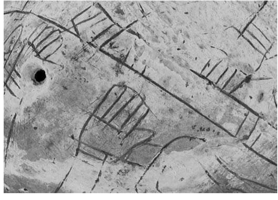 FIGURE 4.17. Detail of incised surfaces showing toolmarks and overcutting (448858). 