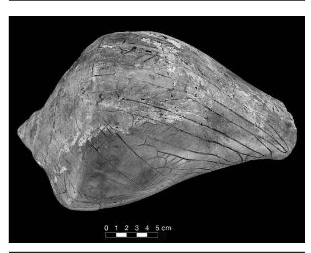 FIGURE 4.31. Craig B cup depicting avian characteristics (448787). 