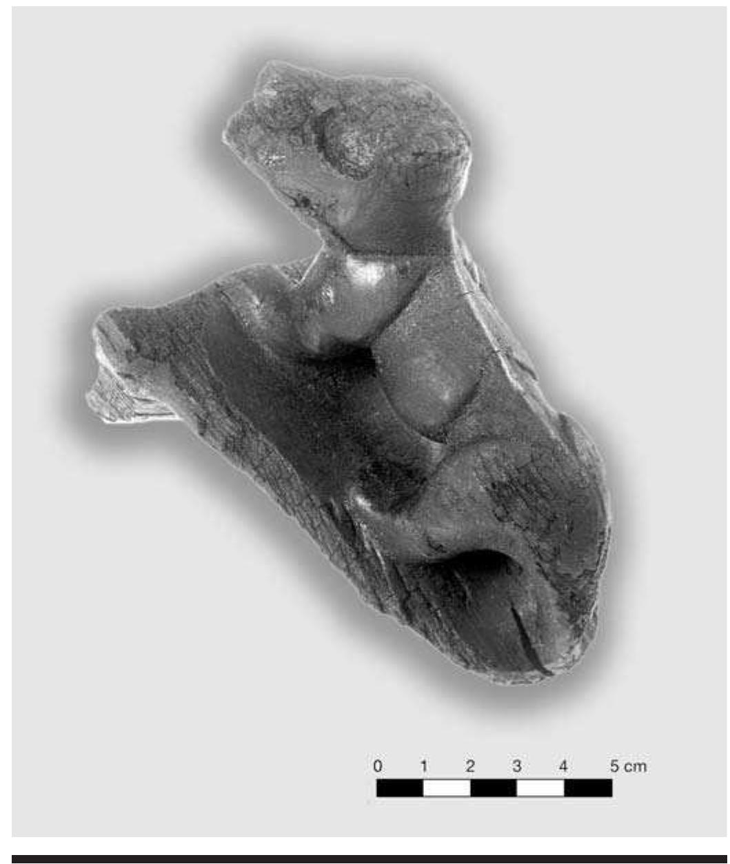FIGURE 4.37. Wood animal effigy bowl handle (448893). 