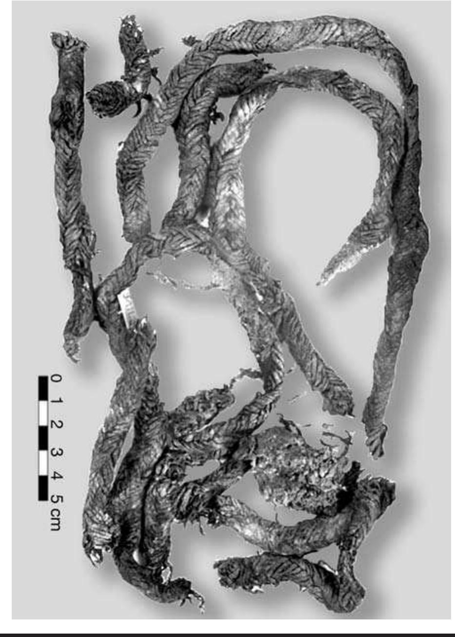 FIGURE 5.5. Braided rope (423382). 