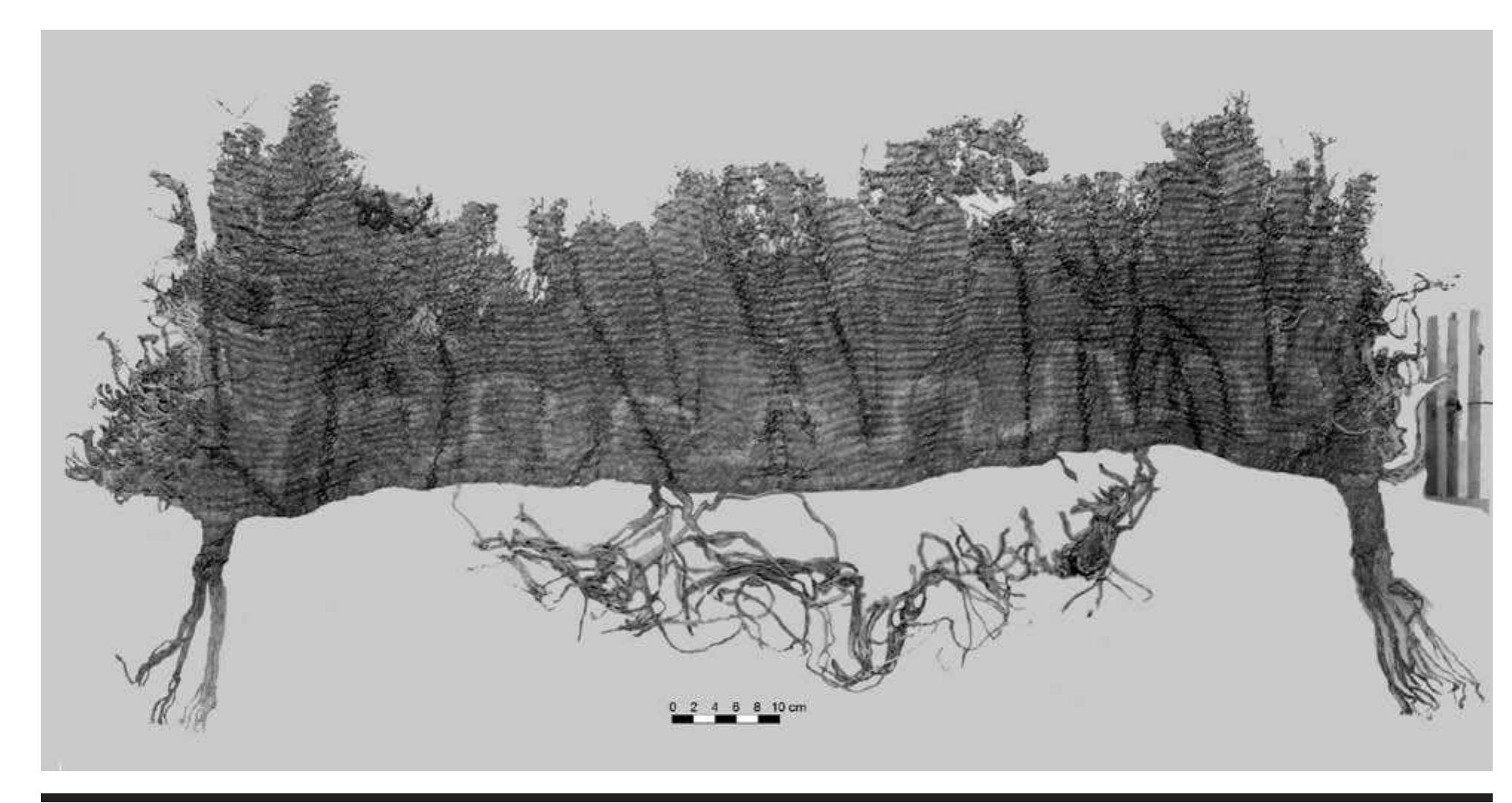 FIGURE 5.6. Twined and resist-dyed cloth with ties (423353).  Much of the cloth is fragmentary; however, there are eight large pieces that represent unrolled bundles. These appear to be the major portions of actual garments. They are referred to as mantles and skirts in the collection re- cords. One (423353) has ties on either end, which suggests that it was indeed tied about the body, possibly about the waist or neck (Figure 5.6). Large fabrics without ties may have been draped over the back (Brown, 1996:620). 
