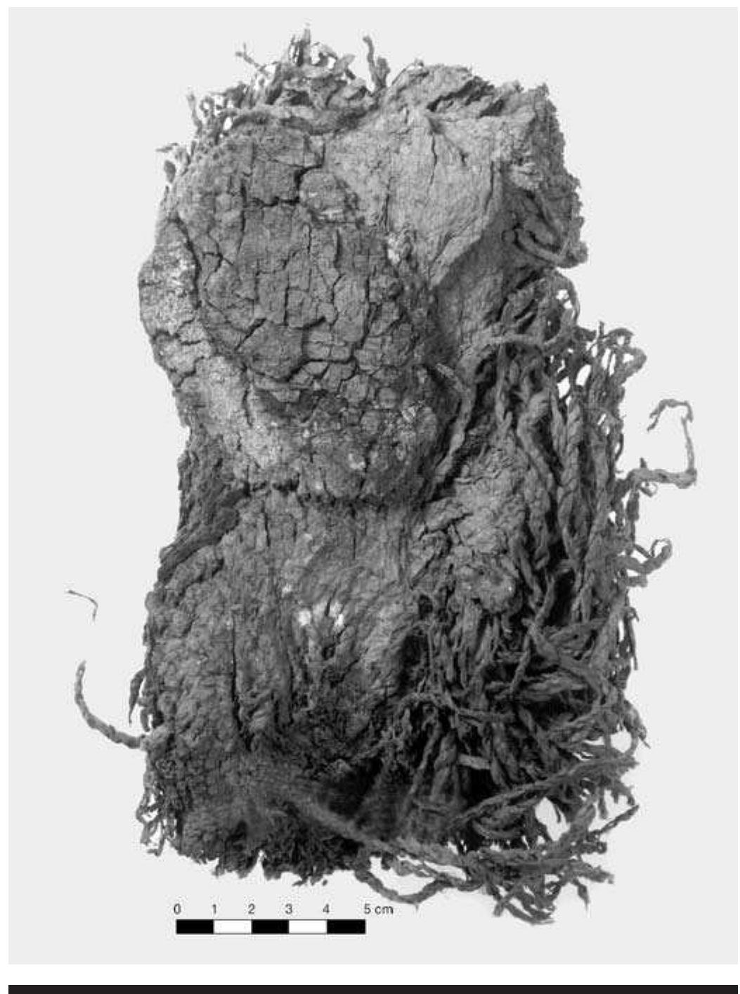 FIGURE 5.8. Bundle (423364), spaced weft twining. 