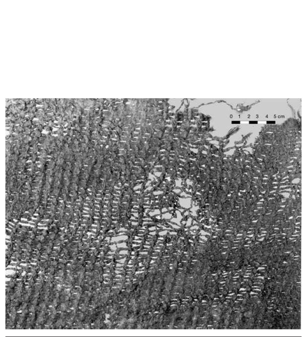 FIGURE 5.12. Spaced weft twining (423354) close-up.  FIGURE 5.11. Spaced weft twining (423354). 