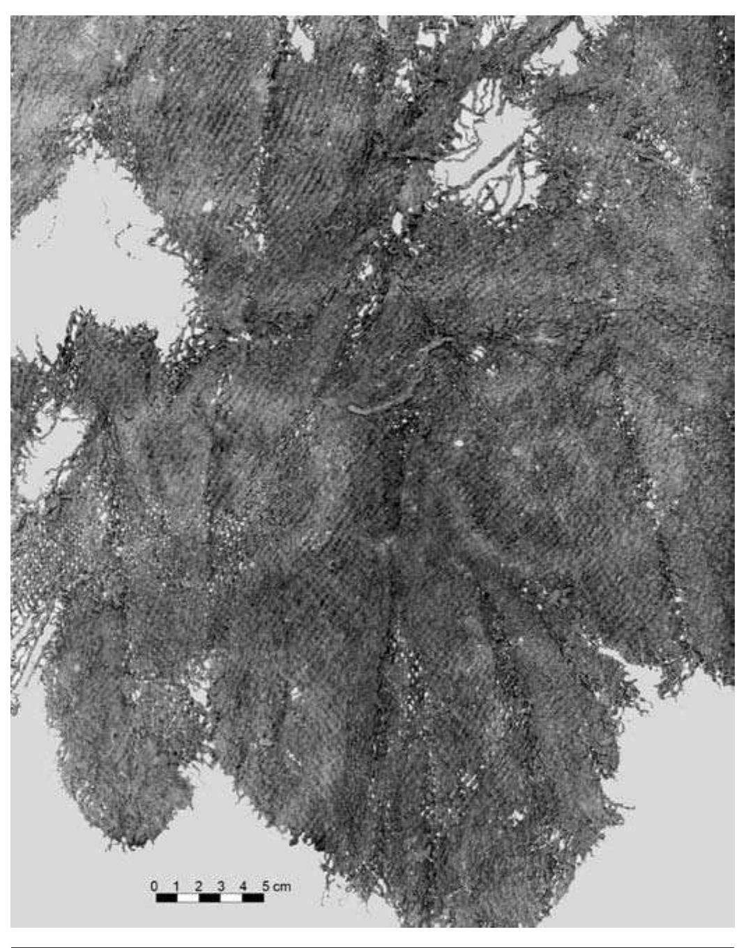 FIGURE 5.20. Close-up of simple weave cloth with resist dye deco- ration (423358). 