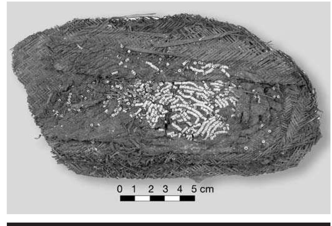 FIGURE 5.21. Square shallow basket, 54 x 29 cm (448934).  second basket fragment with intact edge sits on top (the lid), covering some of the beads within. This second frag- ment is not shown in the illustration in Hamilton. This suggests that it was replaced on top during rehousing at some point. There is no reason to doubt that this fragment does belong to this artifact. The size is in the same range as that reported for a group of twelve similar flat rectangu- lar baskets in the collection of the University of Arkansas (Brown, 1996:414; Horton and Sabo, 2011). 