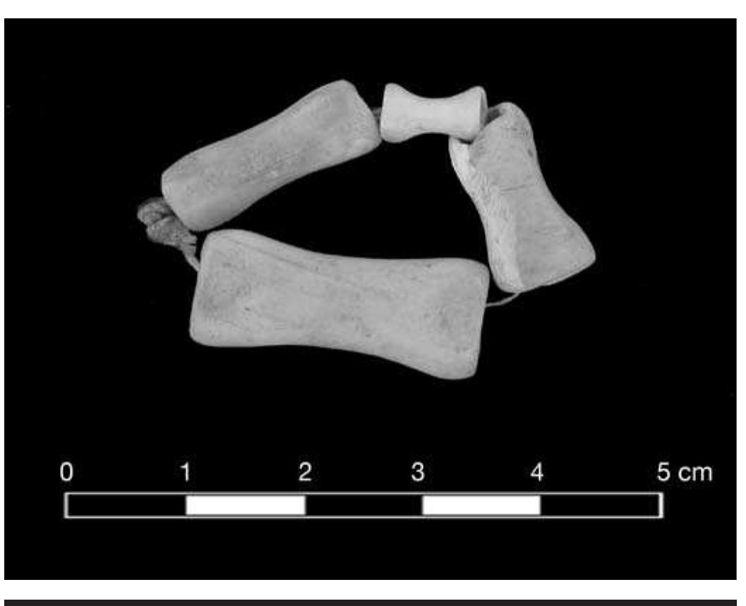 FIGURE 7.13. Concavo-cylindrical “phalange” beads (378259).  FIGURE 7.12. Cylindrical beads (423316). 