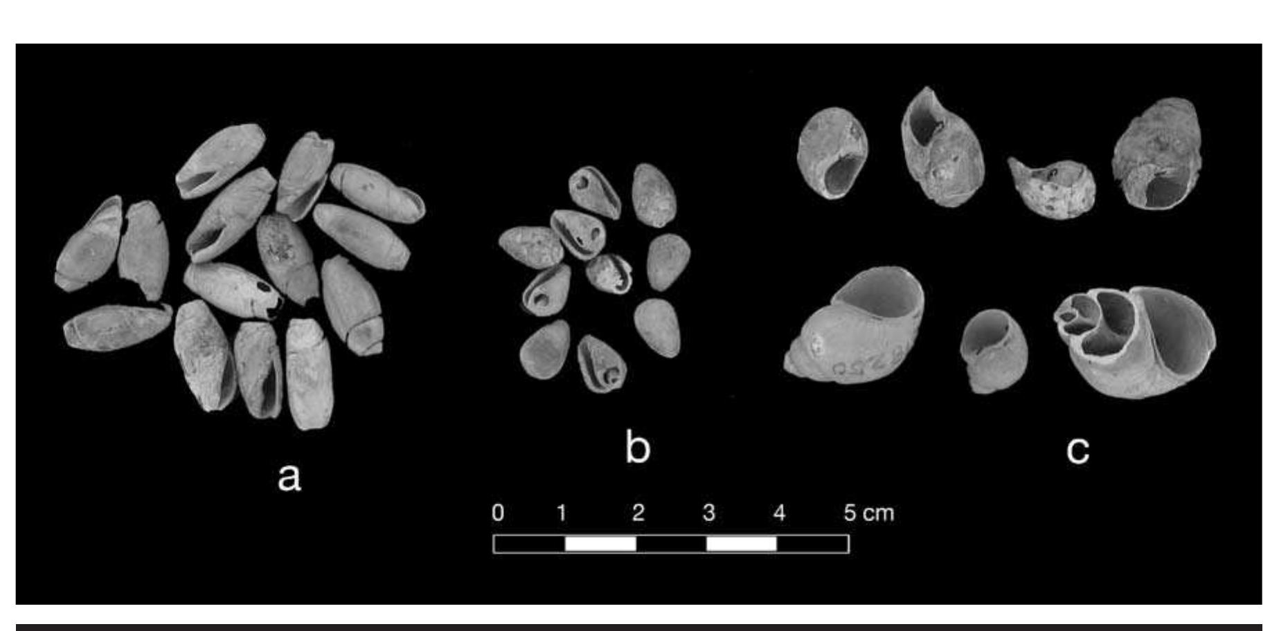 FIGURE 7.17. Whole shell beads: a, Olivella beads (378252); b, Marginella beads (378251); c, gastropods (378250). 