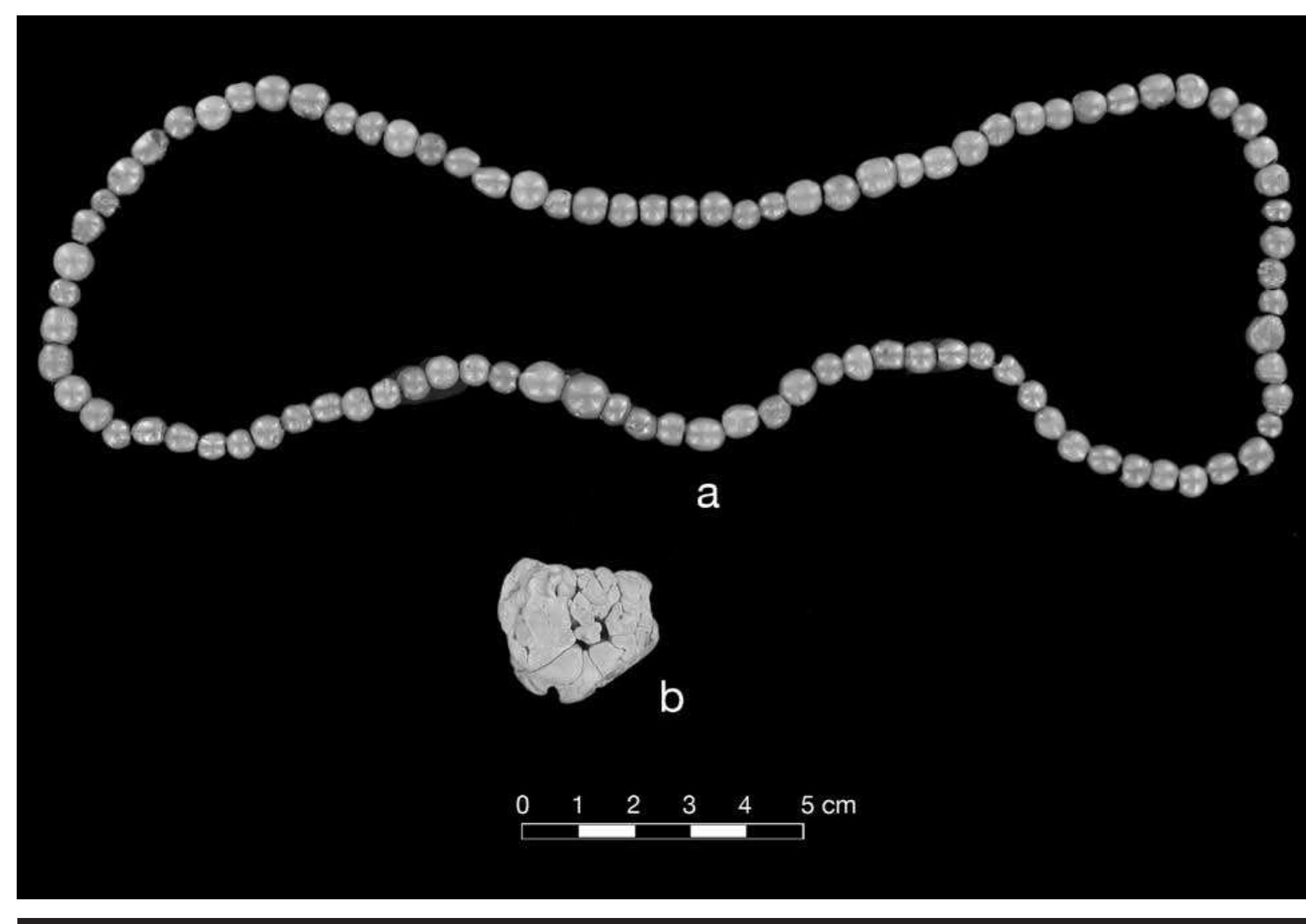 FIGURE 7.18. Pearl beads: a, small round pearls, strung (423332); b, large baroque pearl (423340). 