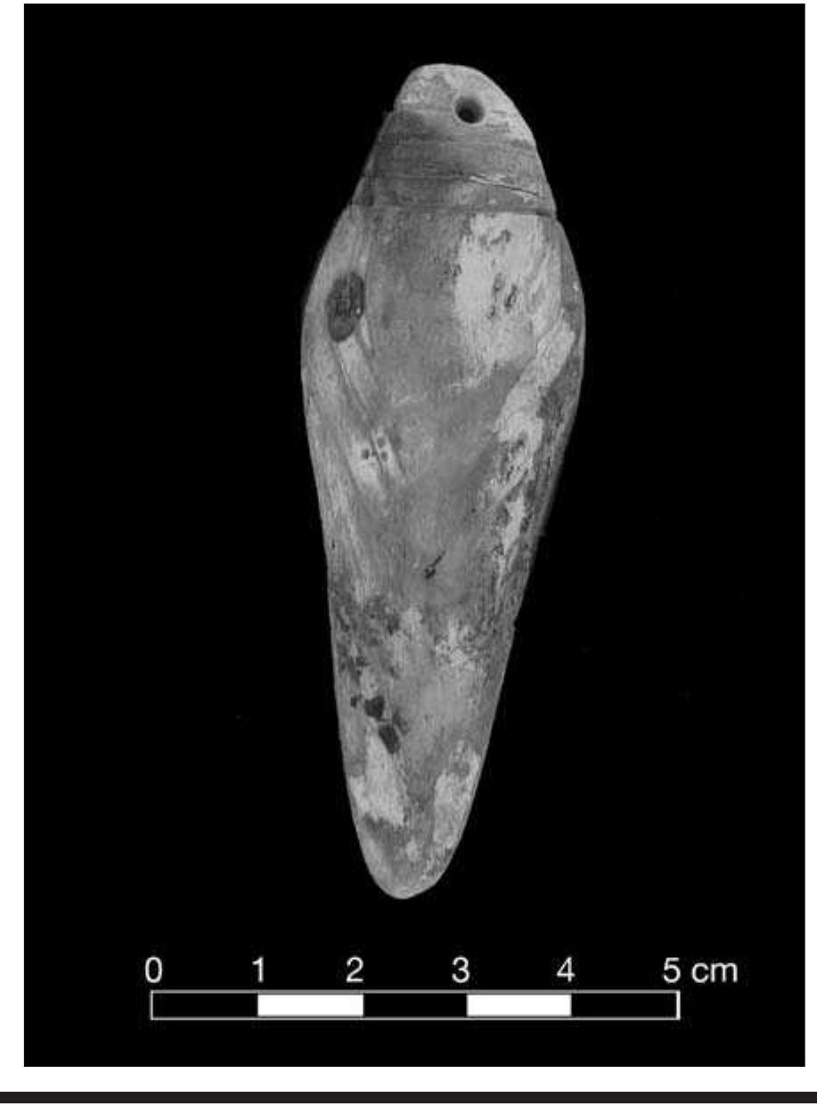 FIGURE 7.25. Sculpted shell pendant (448738).  There are also some other unusual forms of shell ar- tifact. One is a small, irregularly shaped piece of bivalve wall that has two small perforations along one side. Pre- sumably, it was meant to be strung and worn as an orna- ment, in the same manner as some gorgets are worn. 