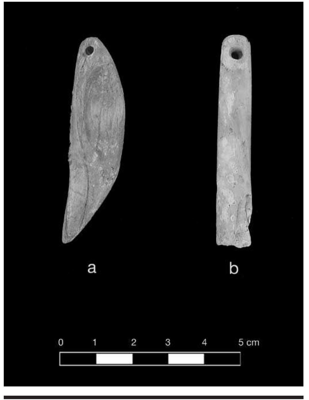FIGURE 7.24. Pendants: a, bone pendant carved to resemble bear tooth (378264); b, cylindrical columella shell pendant (378263).  The second variety is a shell bauble with a groove carved around one end and no hole. This variety resembles weights 