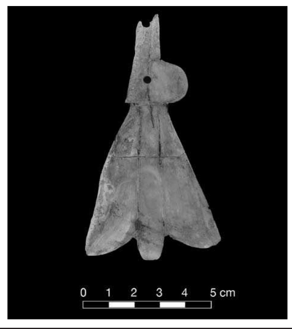 FIGURE 7.26. Shell pendant (448769).  Two shell hooks are present in the collection (Figure 7.27). The flat hooks are grooved around one end for tying. Another similar artifact is less curved. A similar pendant from another collection is shown in Hamilton (1952: pl. 83A). In another artifact, the opening edges of 