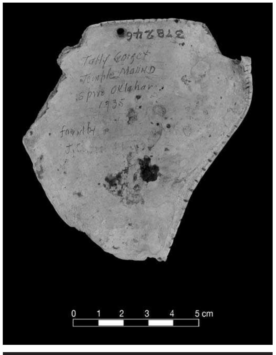 FIGURE 7.36. Gorget made from Cassis shell (378246). 