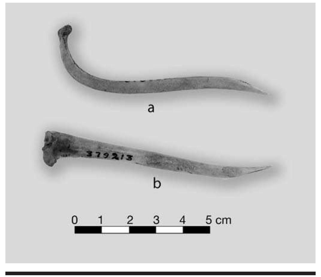 FIGURE 7.41. Bone awls, pins, or piercers: a, sharpened os penis from a raccoon (379212); b, mammal bone tool (379213). 