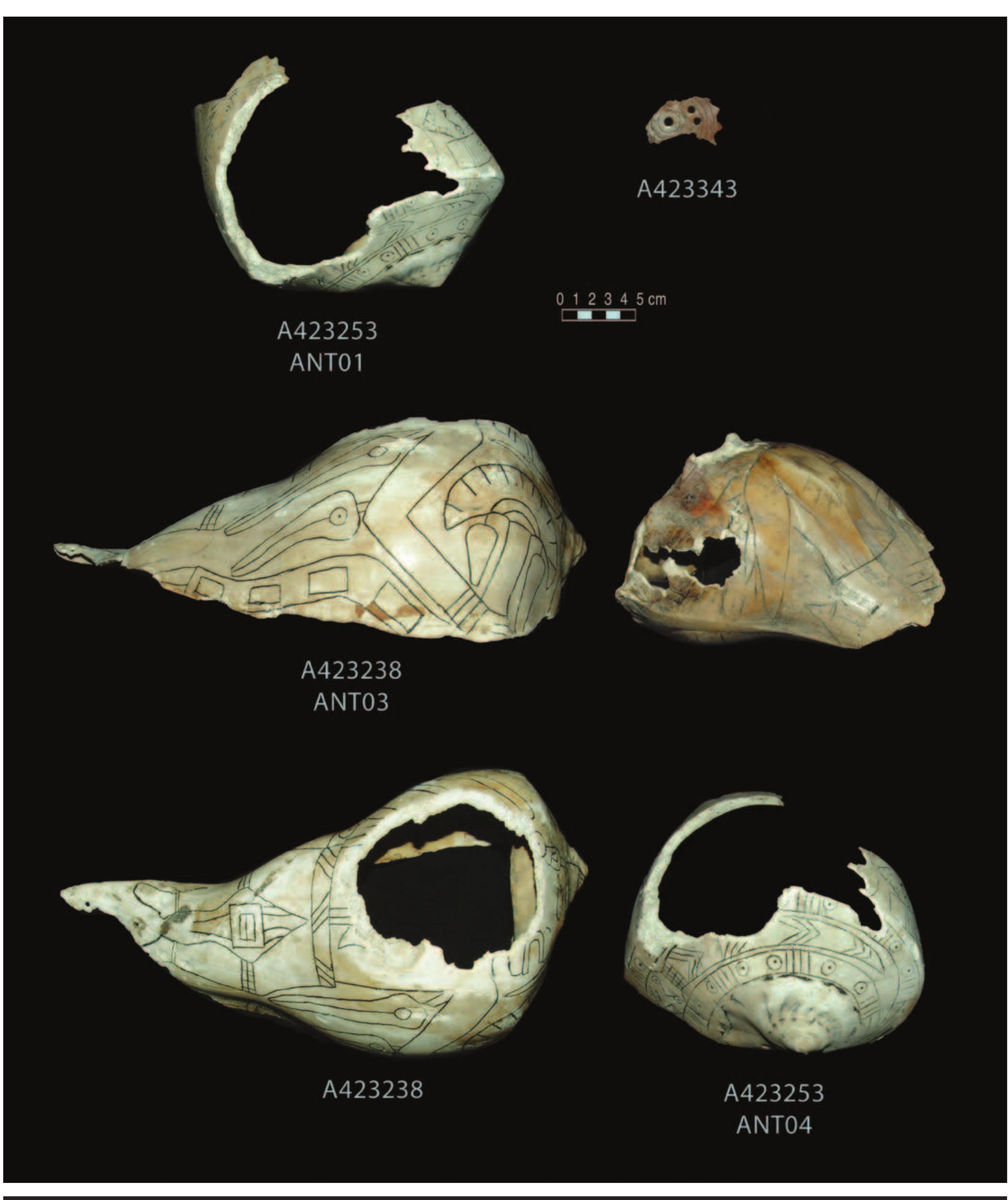 PLATE 1. Row 1: 423253, Craig C cup with snake and talon motifs*; 423343, bone gorget. Row 2: 423238, Craig C cup with man holding serpent staff, lateral view*; 423252 (on right), Braden C cup with bird in flight and possible armadillo*. Row 3: 423238, dorsal view; 423253, apical view. 