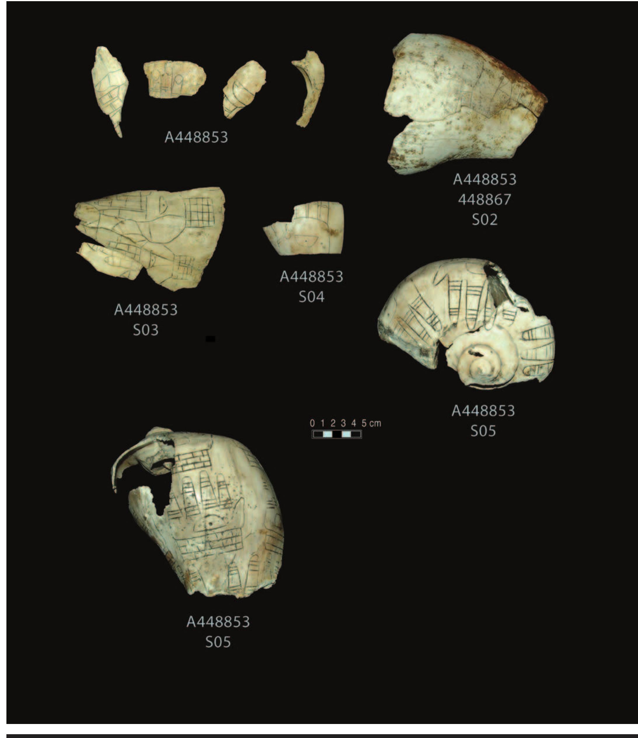 PLATE 11. 448853. Row 1: left, 4 fragments; right, with 448867[s02]. Row 2: from left, [s03], [s04], and [s05], human hands on apical view. Row 3: [s05], dorsal view of human hands. 