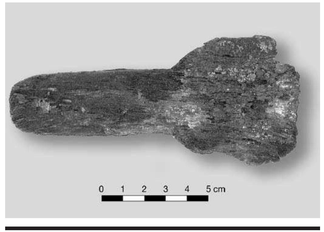 FIGURE 8.25. Wooden spatulate artifact (448911305). 