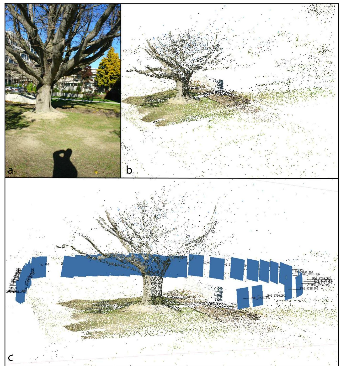 (PDF) Assessment of tree structure using a 3D image analysis technique ...