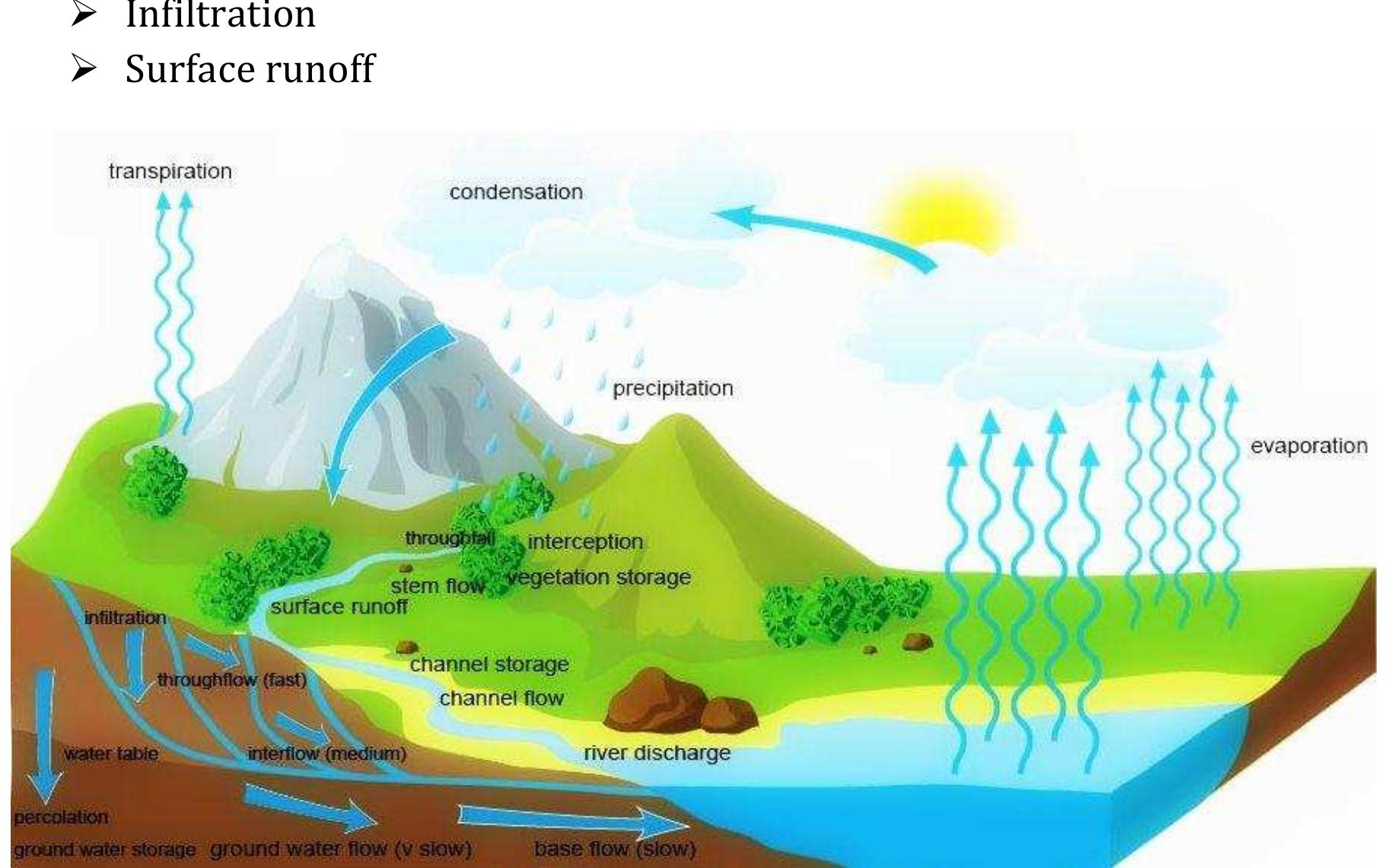 Water Cycle Infiltration Explanation