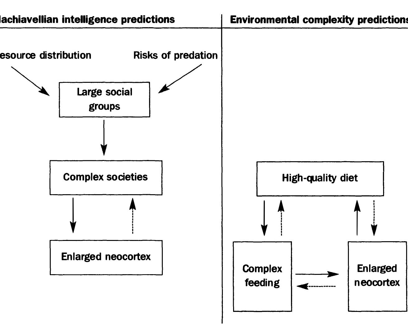 (PDF) The Evolution of Brain Size