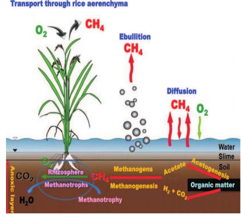 Methane Response Figure 1 - from Methane emission from rice ecosystems: 100