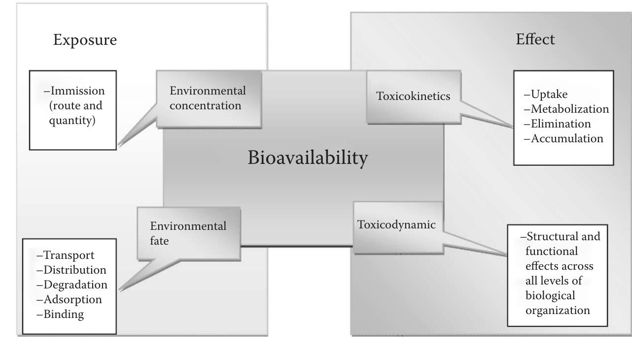 (PDF) Fate and Transport Issues Associated with Contaminants and ...