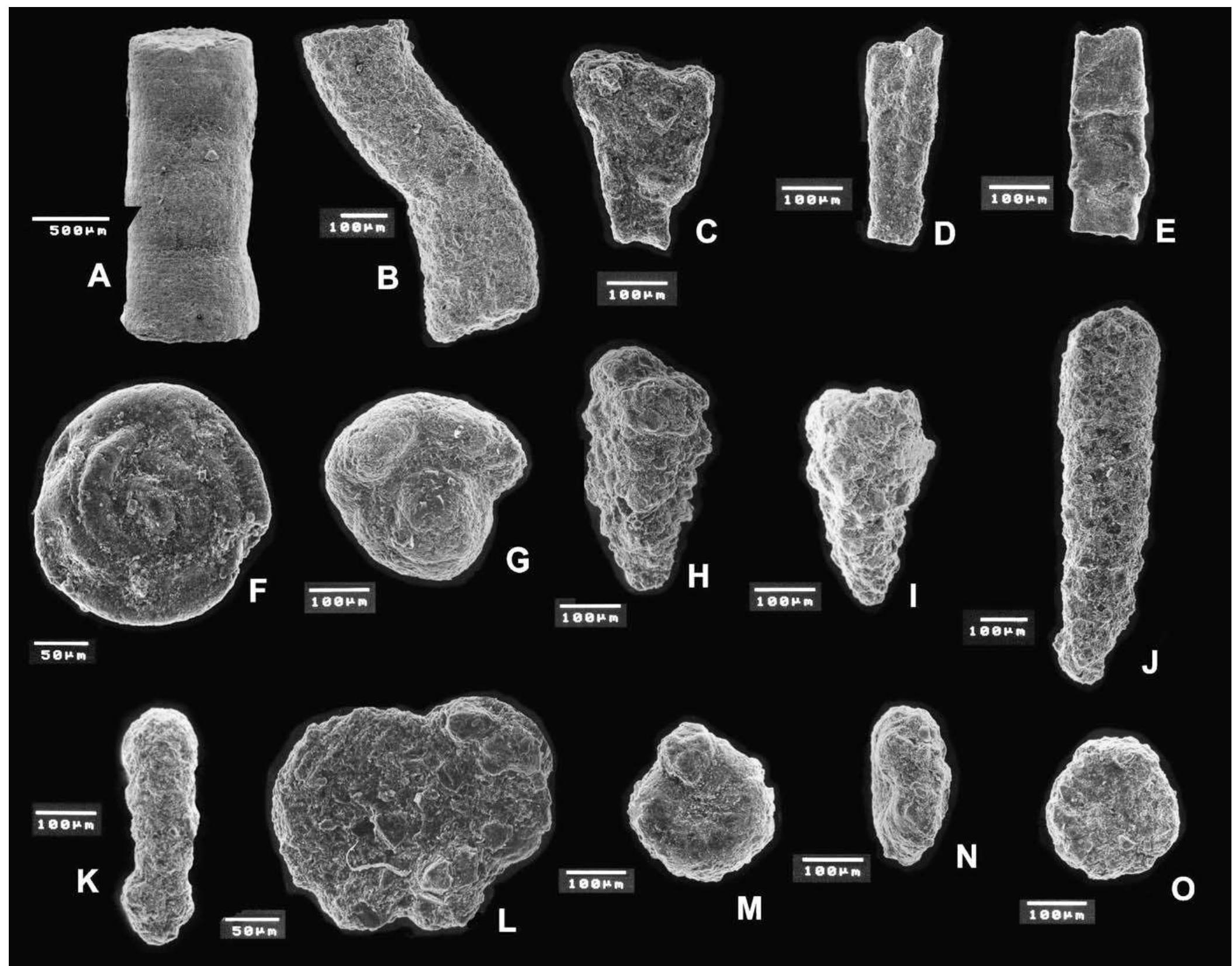 Flysch Sample (PDF) Jurassic–Cretaceous controversies in the Western Carpathian ...