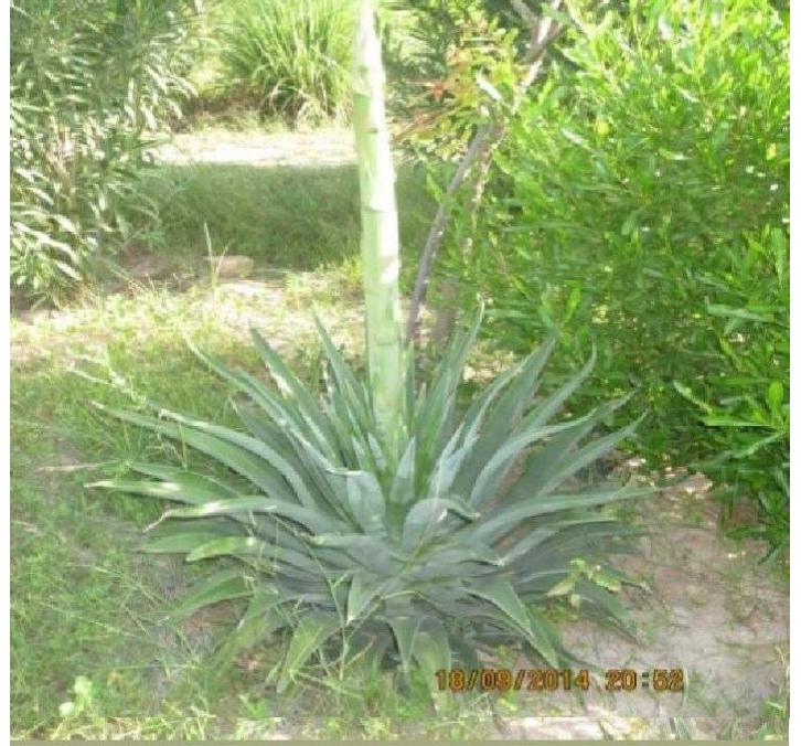 PDF) Agave sisalana: A Plant with High Chemical Diversity and Medicinal  Importance