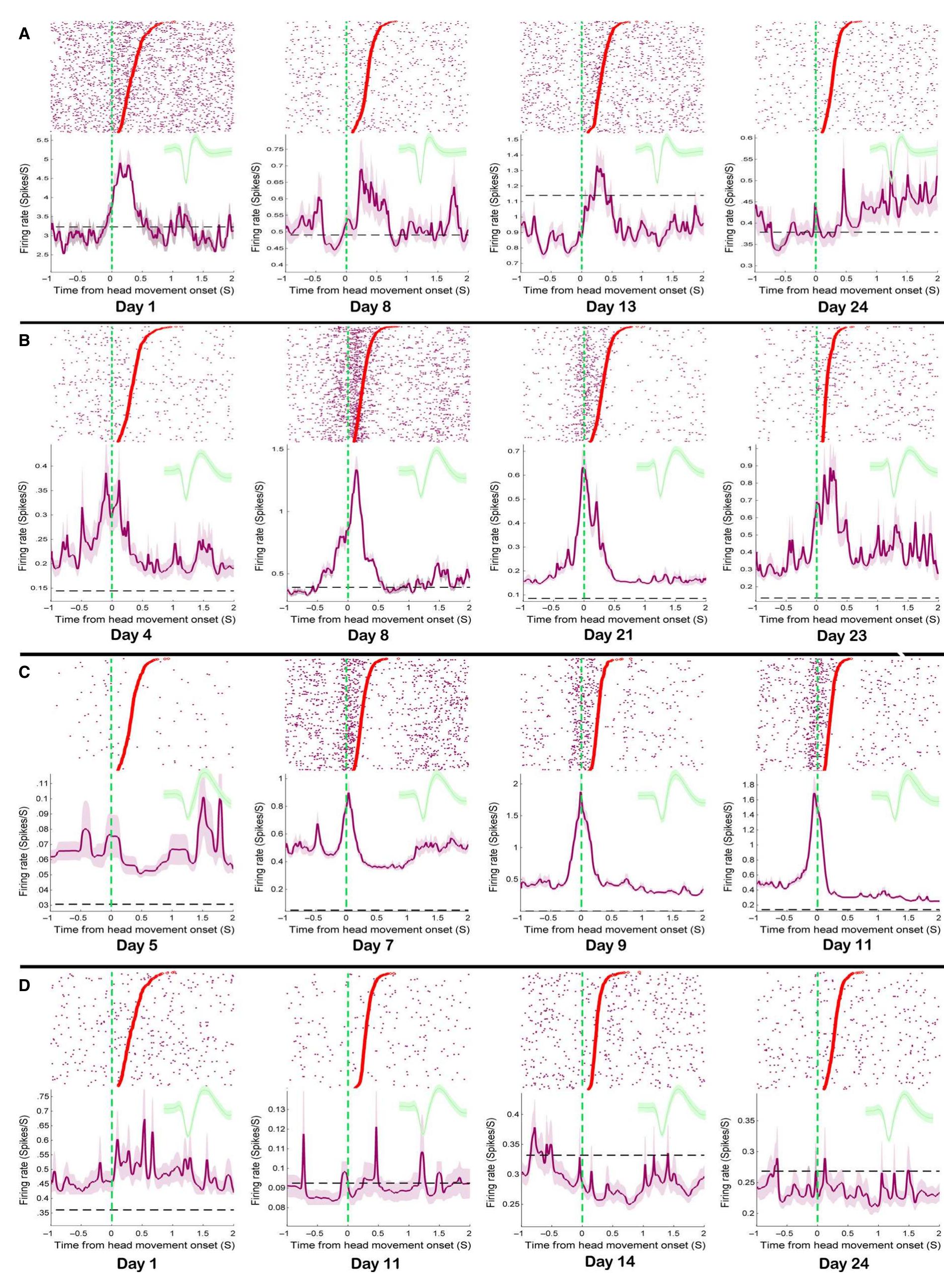 Time. Zero Raster Fic. 8. examples of dls response related firing patterns