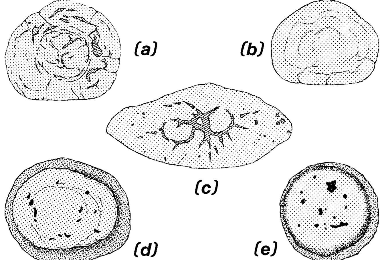 Morphology, preservation and palaeobiological significance of dinosaur ...