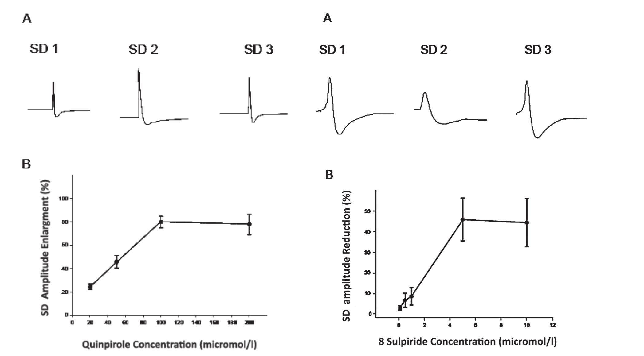 NEUR<s SCIENCE  NEUR<SCIENCE  Figure 1. Effects of quinpirole on spreading depression (SD) in the rat somatosensory neocortical tissues. A: Recording of negative DC potential deflections in the third layer of a neocortical slice before (SD1), during (SD2), and after (SD3) superfusion of quinpirole (50 1M). Field potentials were re- corded by an ink-writer. SD was elicited by KCI microinjec- tion. B: The curve indicates the plot of percentage enlarge- ment of SD amplitude vs. quinpirole concentrations (n: 6 for each concentration). Quinpirole dose-dependently enhanced the amplitude of SD in the neocortex. The percentage of SD amplitude enlargement was measured by division of the amplitude of SD induced after application of quinpirole to the amplitude of SD elicited before superfusion of the com- pound, Values represent mean + SEM.  Figure 2. Effects of sulpiride on spreading depression (SD) in the rat somatosensory neocortical slices. A: Recording of negative DC potential shifts in the third layer of a neocorti- cal slice before (SD1), during (SD2), and after (SD3) applica- tion of sulpiride (5 uM). Field potentials were recorded by an ink-writer. SD was elicited by KCI application. B: The curve indicates the plot of percentage reduction of SD amplitude vs. sulpiride concentrations (n: 6 for each concentration). Sulpiride dose-dependently decreased the amplitude of SD. The percentage of SD amplitude reduction was measured by division of the amplitude of SD induced after application of sulpiride to the amplitude of SD induced before application of the drug. Values represent mean + SEM. 