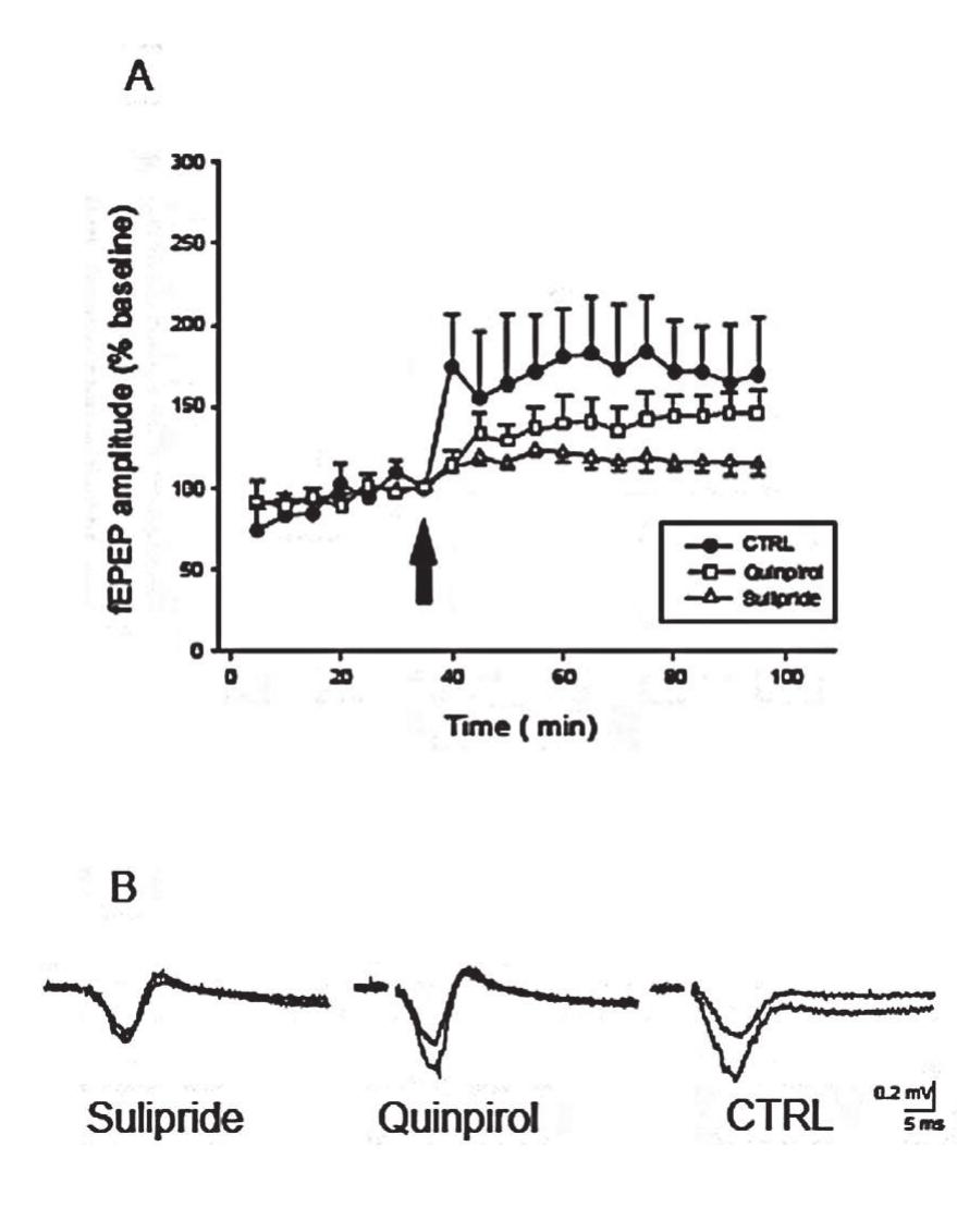 NEUR<*SCIENCE  Figure 3. The effect of D2 dopamine receptor- agonist quin- pirole and antagonist sulpiride on long-term potentiation (LTP) of the evoked field excitatory postsynaptic potentials (fEPSP) in the rat neocortical preparations. A: Tetanic stimu- ation. (Ten trains of four pulses; pulse duration 0.1 msec; interpulse interval 50 msec; intensity 5 V) produces a rapid and stable potentiation in the amplitude of the evoked field potentials, calculated as a percentage of baseline mean re sponse amplitude. Open triangles, open square and closed circles show fEPSP after application of sulpiride (5 mol/1) quinpirole (50 pmol/1), and ACSF (artificial cerebrospina fluid; control), respectively. Arrow shows the time of tetanic stimulation, 60 min after application of substances. Applica tion of sulpiride significantly inhibited LTP of the evoked field potentials, calculated as a percentage of baseline mean response amplitude. B: Representative samples of fEPSP be fore and after tetanic stimulation in sulpiride, quinpirole, and ACSF (control) slices.  