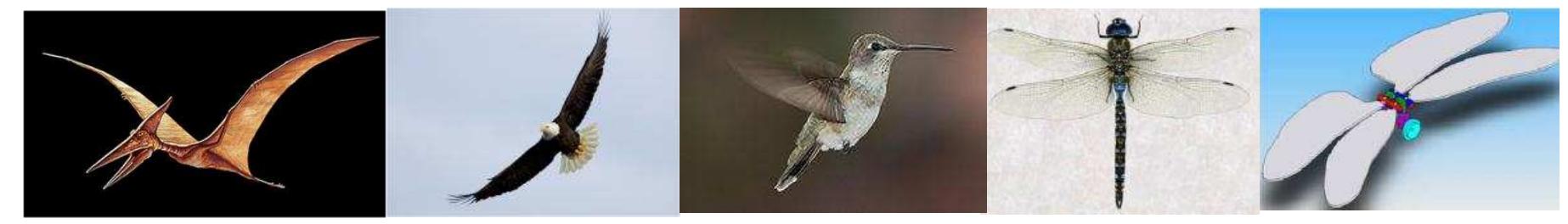 (PDF) Numerical Modelling, Simulation and Visualization of Flapping ...