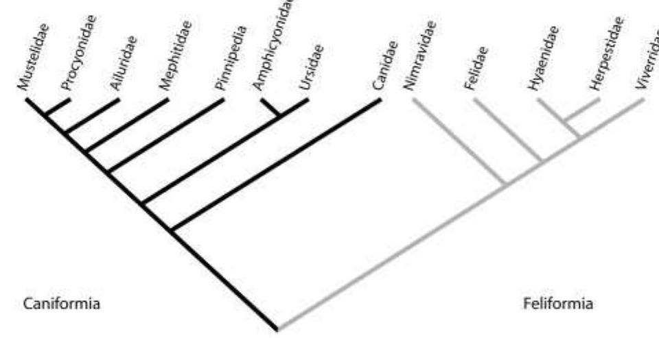 Topological phylogeny of the carnivora based on flynn (1998)