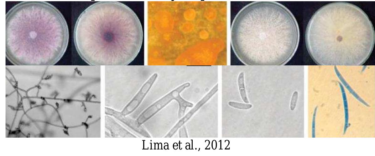 Allanoid Figure 199 - from Monograph on the genus Fusarium
