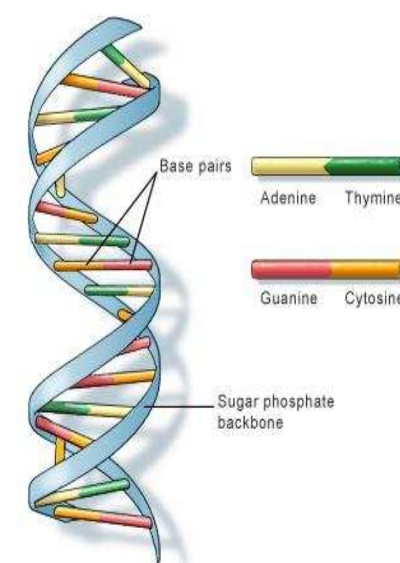 PDF) Structure of DNA, image size:782x1102