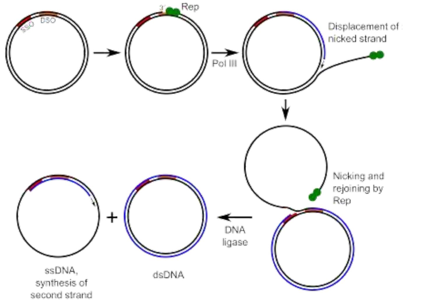 (PDF) Rolling circle model of replication