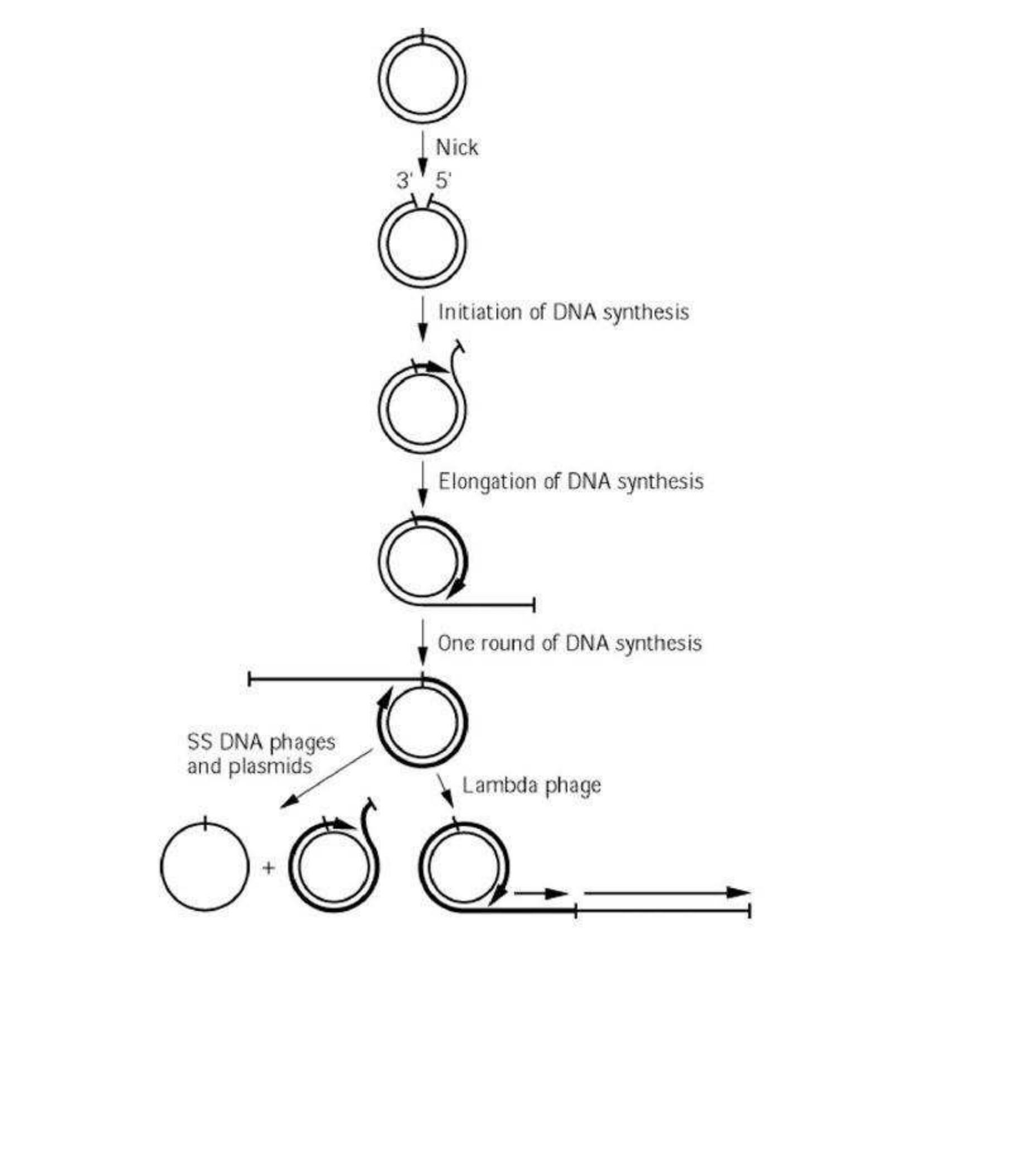 (PDF) Rolling circle model of replication