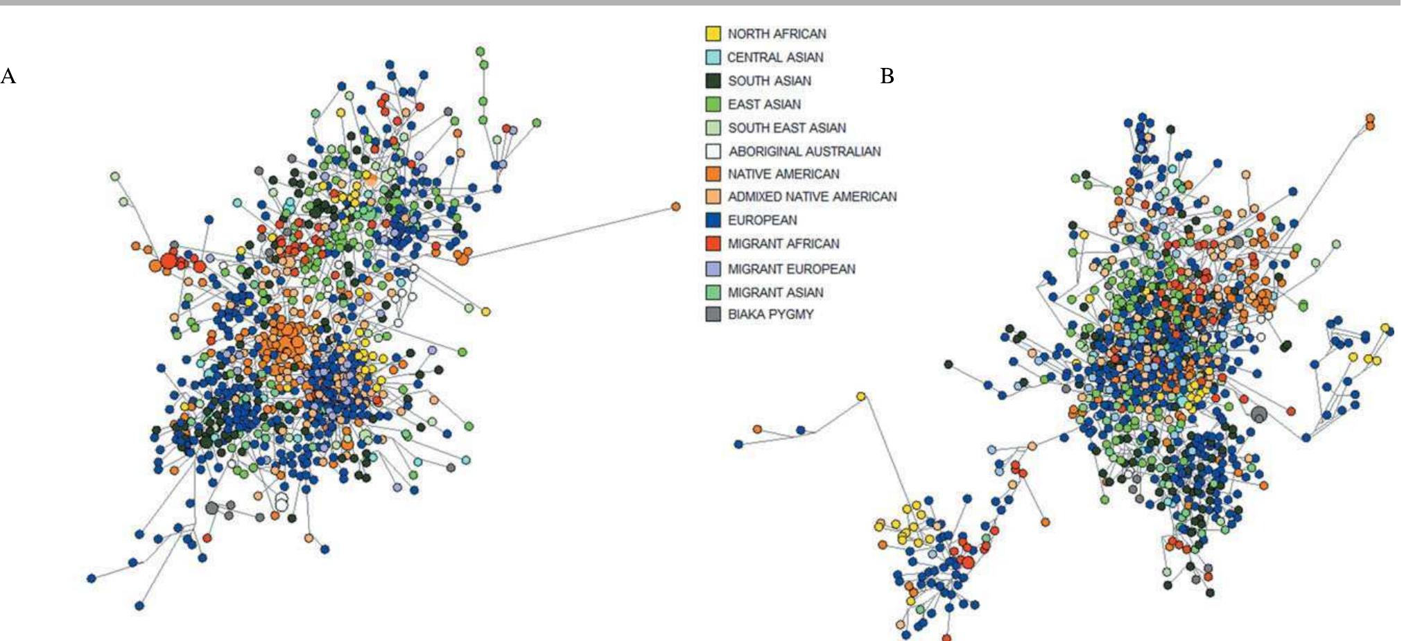 Figure 4. Weighted median-joining networks from single-copy Y-STRs for 1,000 individuals randomly selected from the total dataset, with regional geographic groups indicated by colors (see inset legend). A: Based on 15-loci Yfiler haplotypes (excluding DYS385a/b). B: Based on 10-loci RM Y-STR haplotypes (excluding DYF399S1, DYF403S1, and DYF404S1).  according to their urbanization status—each set of males was clas- sified as either urban (genetically moderately outbred), rural (more likely to be genetically inbred), mixed (males from both rural and urban populations, in unspecified proportions), or endogamous (populations subscribing to the cultural practice of endogamy— restricting marriage outside of an individual’s social class, ethnic group, or tribe). In support of the RM Y-STR set’s ability to detect hidden paternal relationships, we indeed see significantly lower hap- 