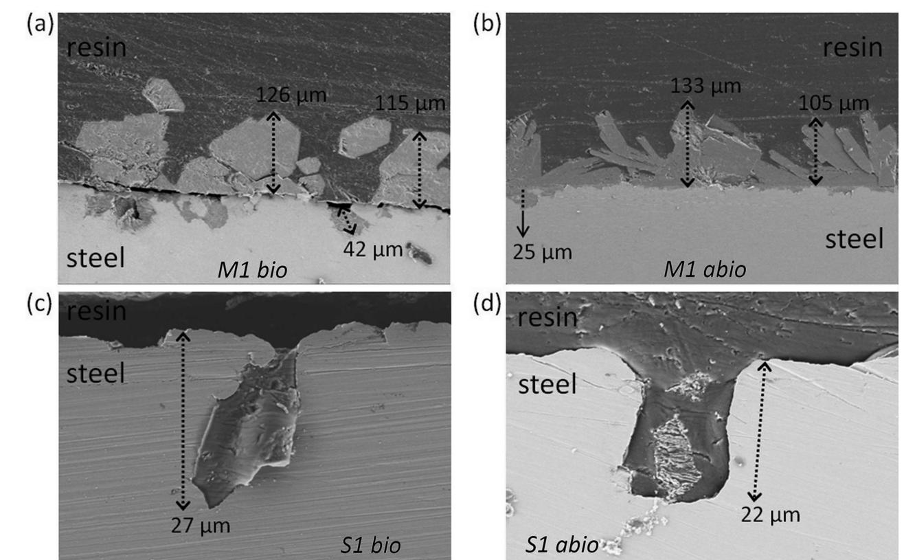 (PDF) Impact of Iron-Reducing Bacteria on the Corrosion Rate of Carbon ...