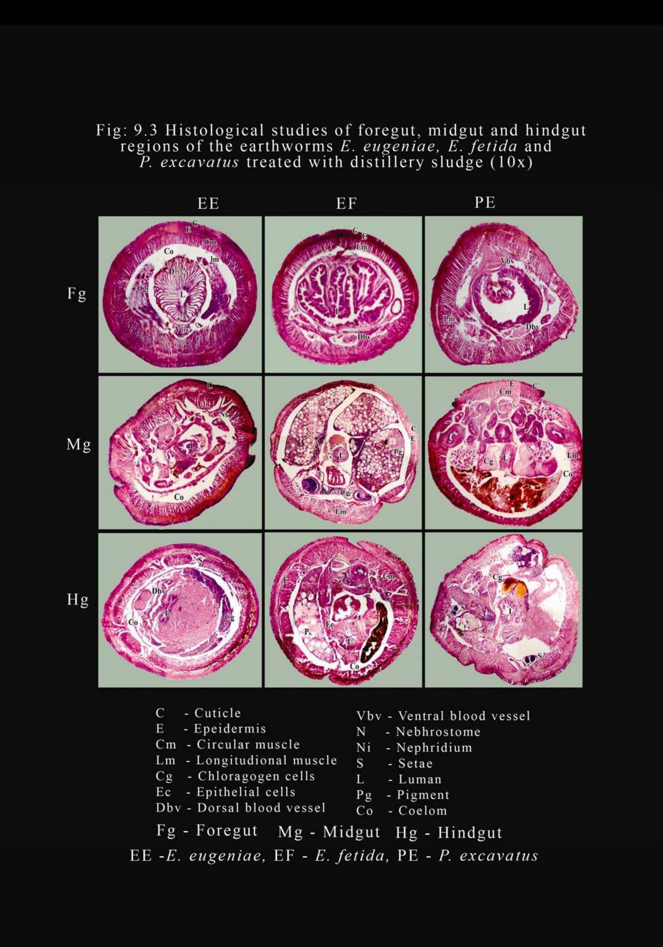 (PDF) ABSTRACT/OVERVIEW ON HISTOLOGY OF EARTHWORM.