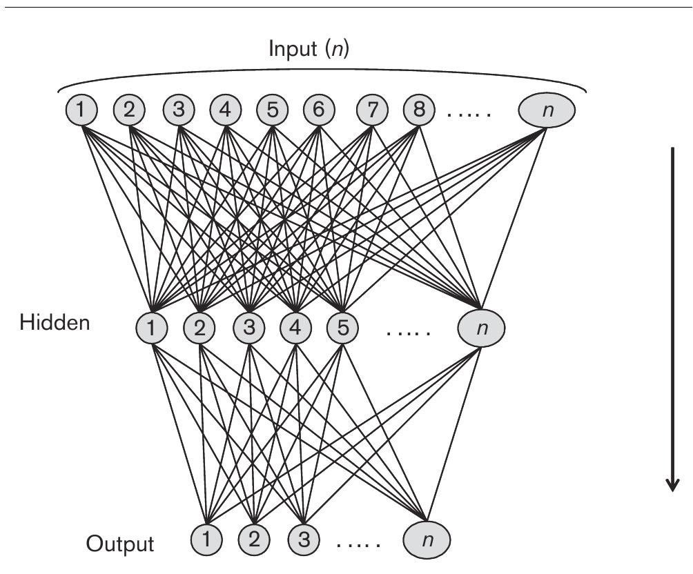 Back propagation neural network architecture.