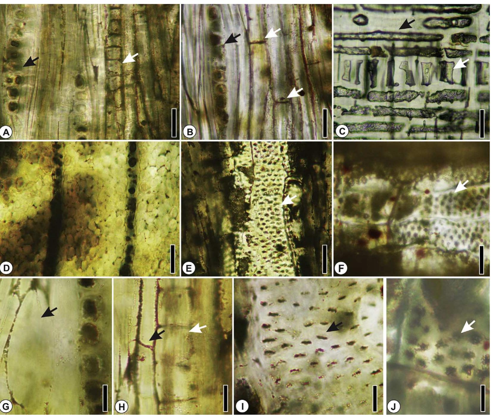 (PDF) The first record of Lauraceae fossil woods from the Cretaceous ...