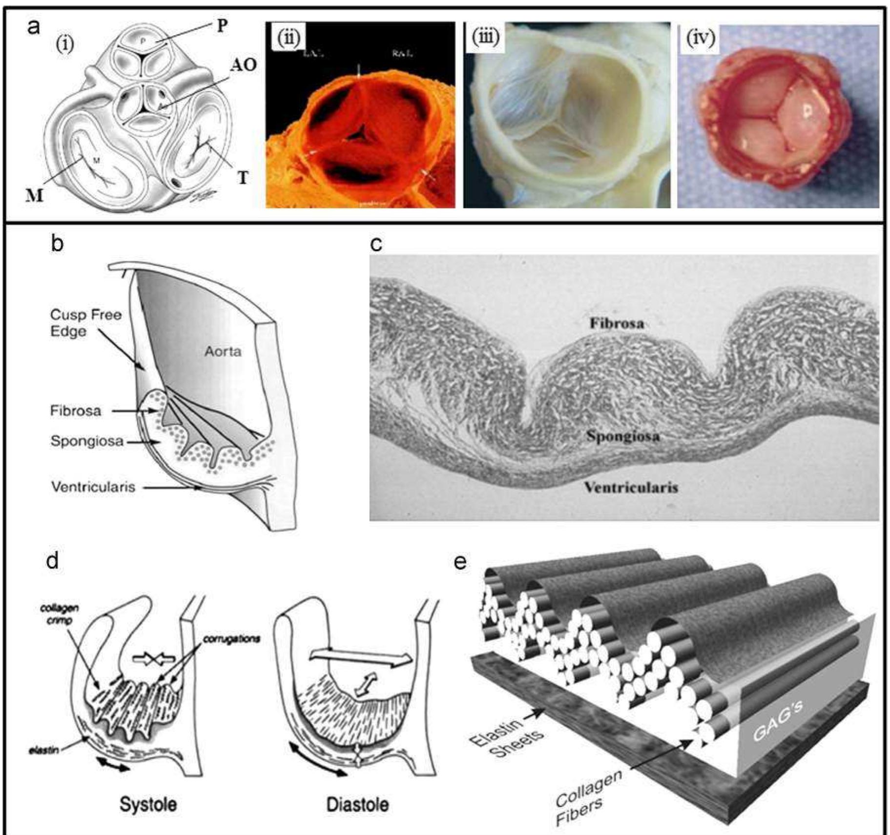 Figure 1 From Biomechanical Properties Of Native And
