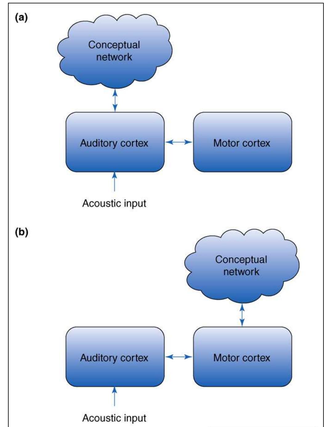 Coarse schematic models of speech perception illustrating