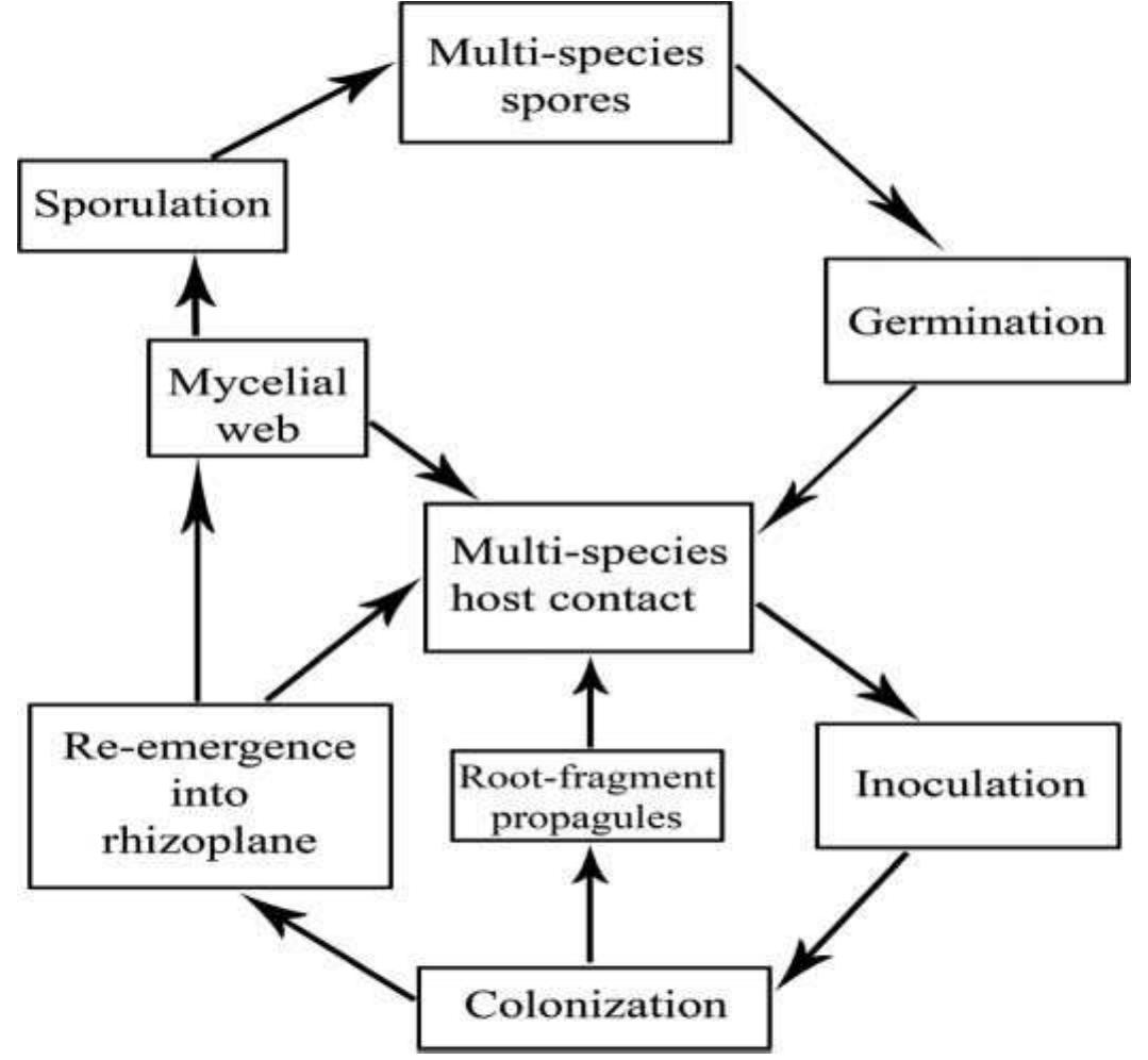 Mycological Loop Figure 2 - from The Ecology of Arbuscular Mycorrhizal Fungi