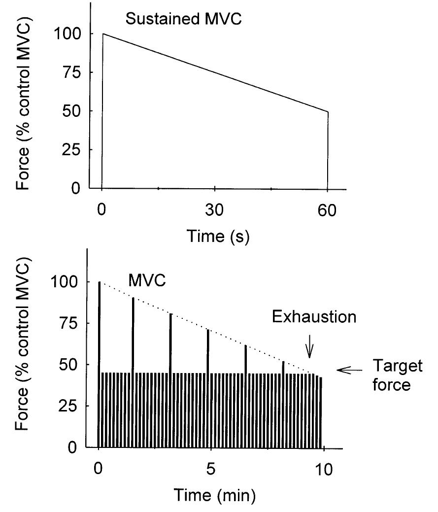 Fig. 1. Schematic representation of fatigue protocols with sustained MVC (upper panel) and repeated contractions at 45% MVC (lower panel). Fatigue, assessed from the MVC force, occurs from the start in both protocols, whereas a reduced performance is not seen until after about min during the repetitive submaximal contractions. Modified after Vollestad (1995).  Neuromuscular fatigue can under certain conditions be reflected in a decreased performance, and many investigators use this as a definition for fatigue (Ed- wards, 1981). For instance, during a sustained maximal contraction, force will decline steadily (Merton, 1954; Bigland-Ritchie et al., 1983b) and fatigue will be ob- served from start of the exercise. A schematic represen- tation is given in Fig. 1A. If, however, submaximal contractions are generated, performance may be main- tained at the target intensity for a long time. According to the definition above fatigue occurs at the time when target force can no longer be generated. This inability to produce the required force, results from ongoing processes during the exercise, and these can be exem- plified by a gradual fall in maximal force as shown in Fig. 1B. Many investigators have therefore defined fatigue as ‘a loss of maximal force generating capacity’ (Bigland-Ritchie et al., 1986a; Vollestad et al., 1988; Gandevia, 1995). In order to use the fatigue concept also for dynamic contractions, one may include ‘loss of maximal power output’ as a part of the definition (Table 1). 