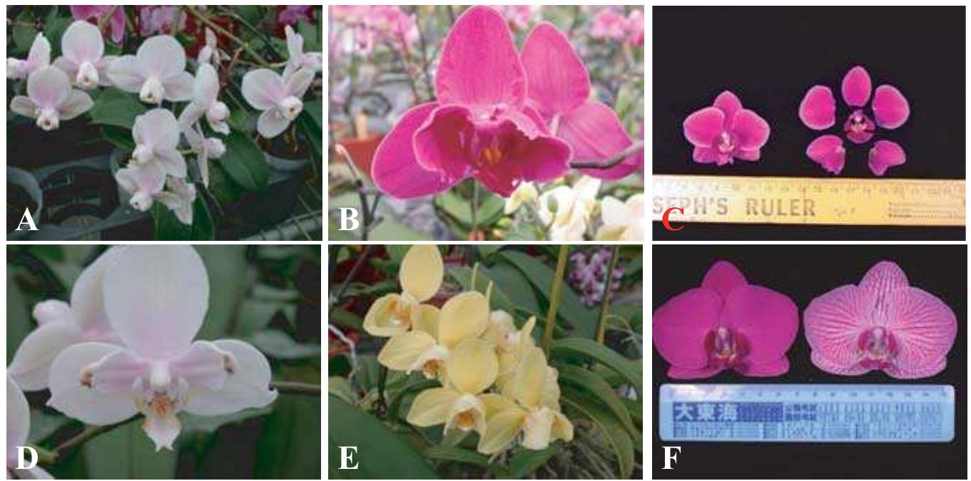 PDF) Orchid Biotechnology (276 pages