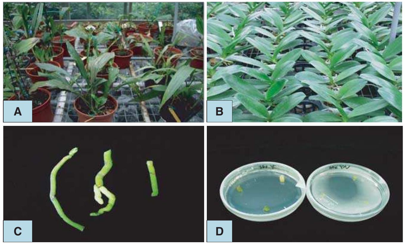 PDF) Orchid Biotechnology (276 pages