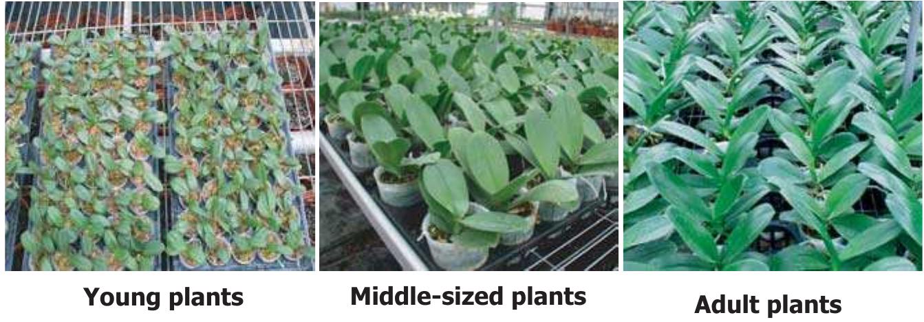 シルキー PDF) Orchid Biotechnology (276 pages